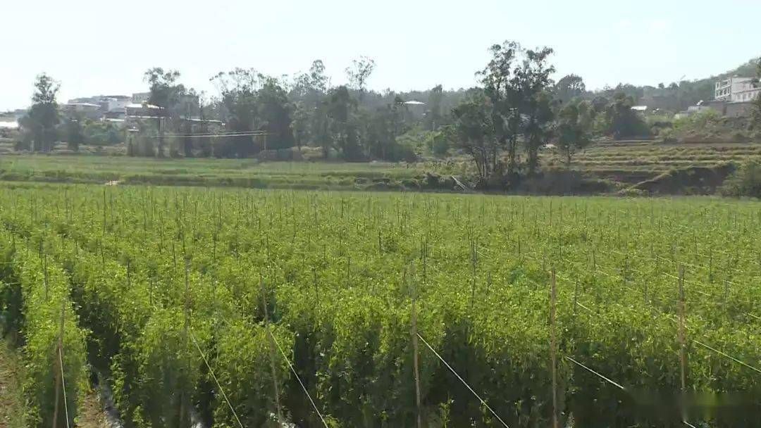 楚雄市東瓜鎮荷蘭豆成為農民增收的金豆豆