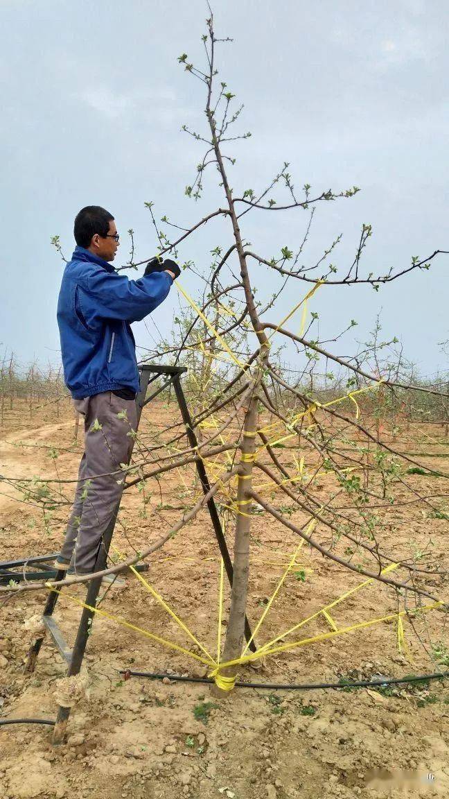 栽培果树标准化拉枝技术