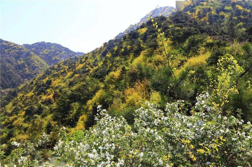 徒步山东|济南区 · 路线12 梯子山_连翘_海拔_山村