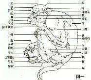 猴子器官解剖图图片