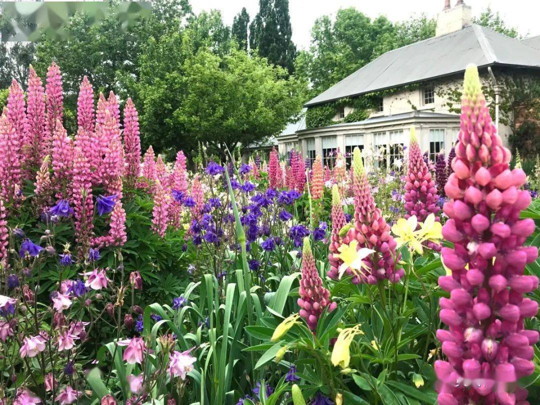 宿根花卉种苗订货季英式花园植物三剑客Ⅰ羽扇豆