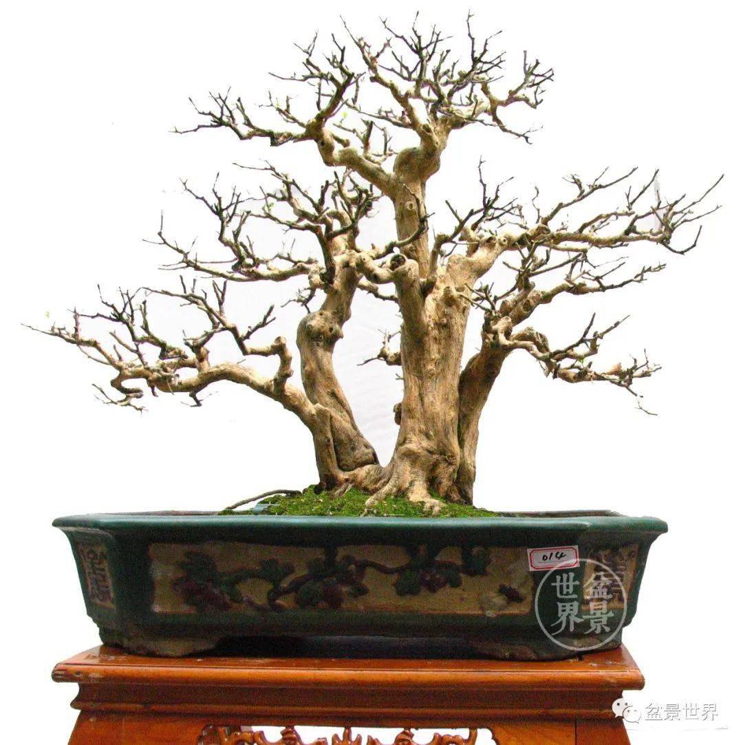 岭南大师代表作鉴赏_曾宪烨_盆景_作品