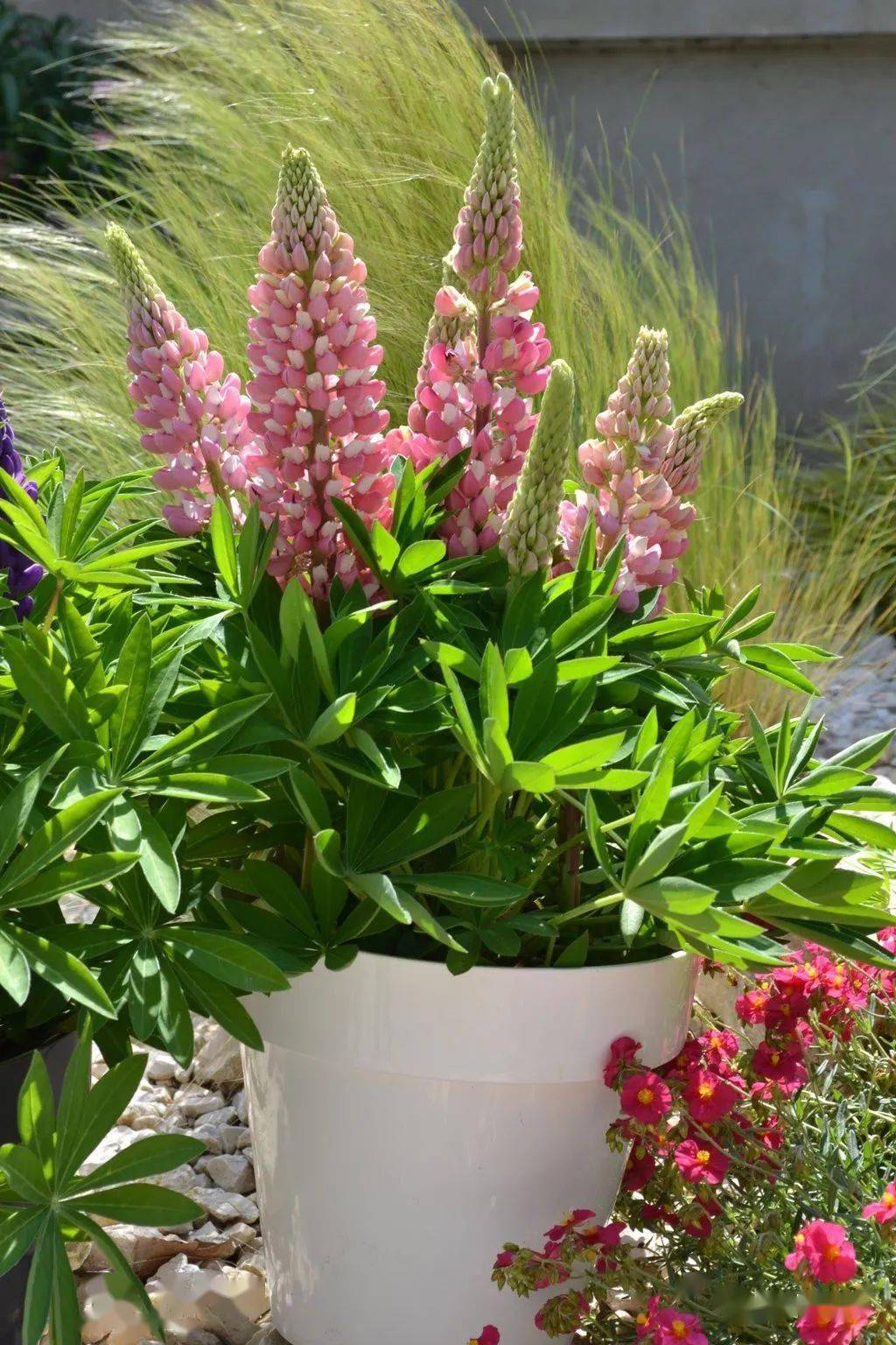 宿根花卉种苗订货季英式花园植物三剑客Ⅰ羽扇豆