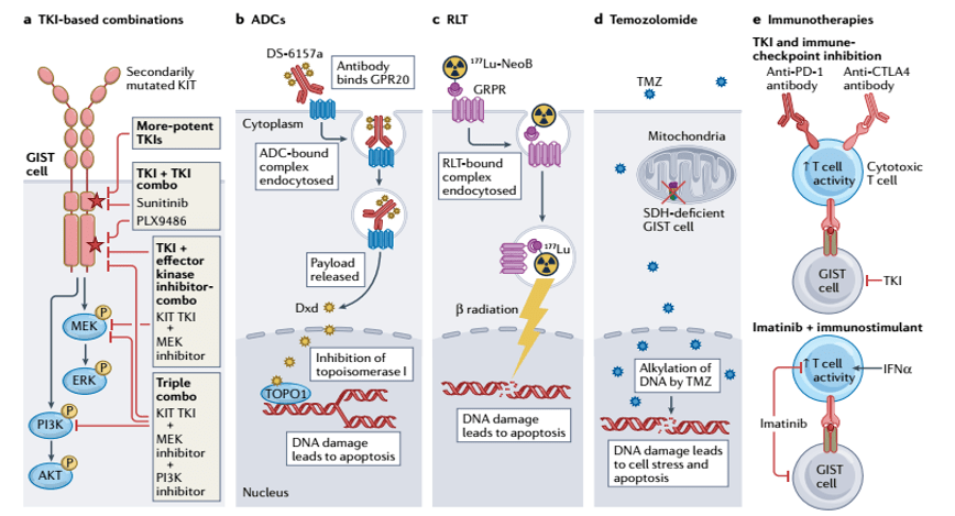 图 4:利用 gist 生物学不同元素的新治疗方法(1)tkis 联合治疗联合
