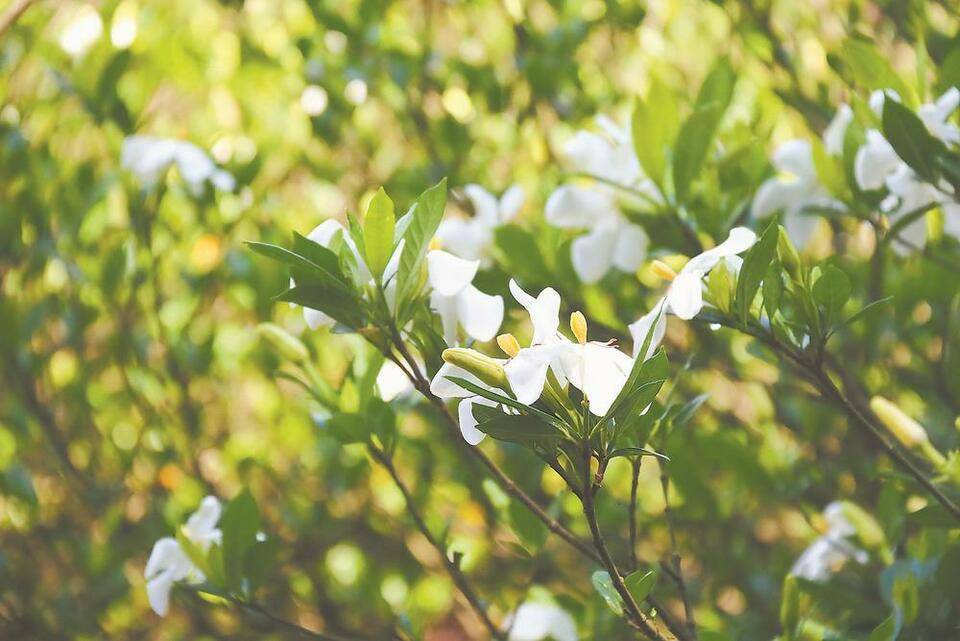 福鼎栀子：花开富贵映华年