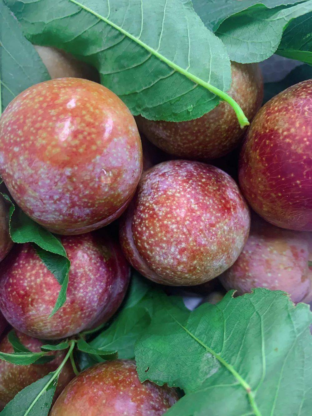 又到吃三华李的时节59元3斤信宜钱排三华李包邮到家