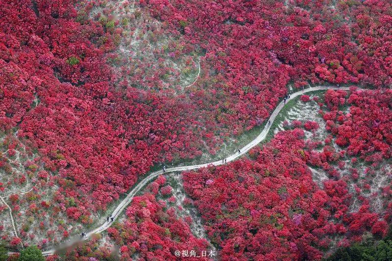 日本食品价格普遍上涨平均涨幅11amp葛城山山顶杜鹃花盛开