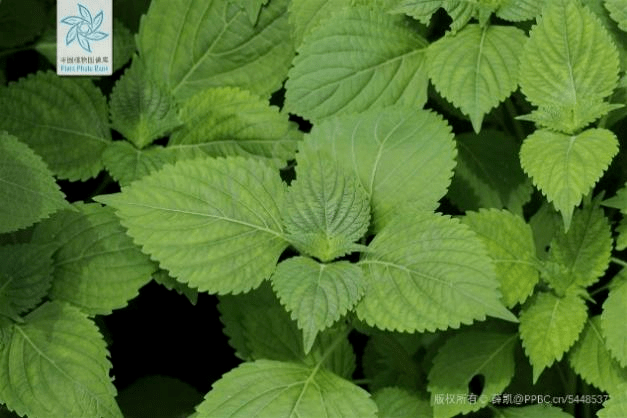 紫苏香浓,一物三药_功效_风寒_治疗