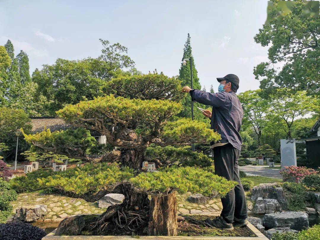 摘花 摘叶 摘芽 动 起来 让盆景保持 健康 树木 新芽 养护