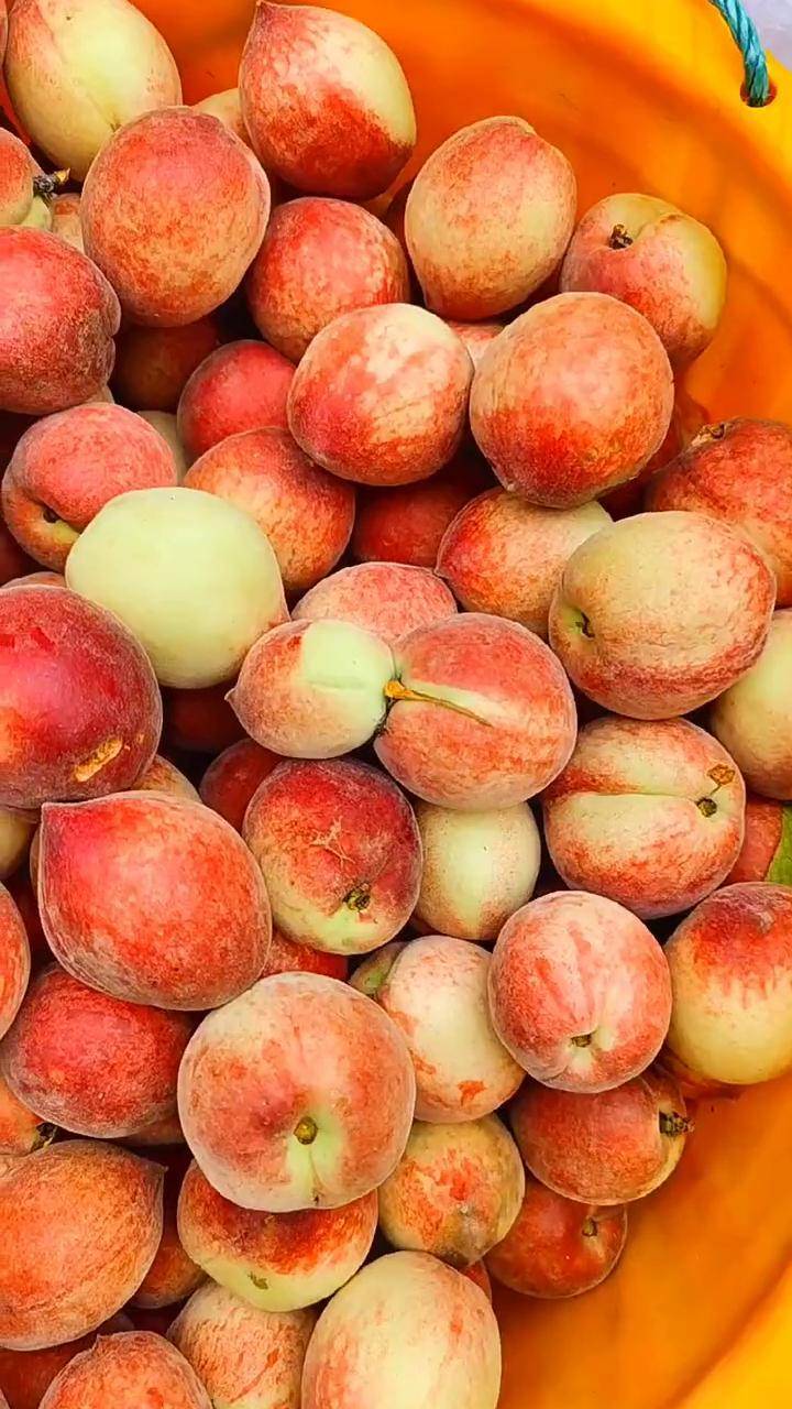 湖南衡阳 #新鲜应季水果 #桃子熟了 #流口水了吗 #优质农产品_衡 