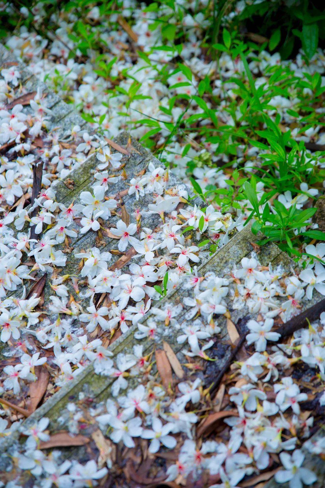 满地的油桐花的图片图片