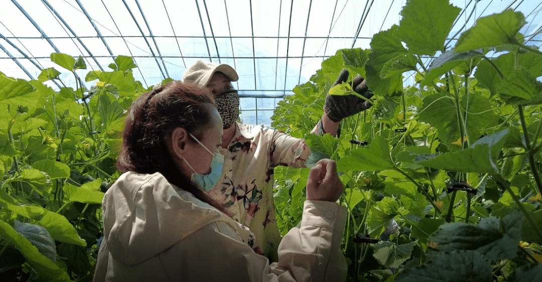 种植户冯红艳正忙