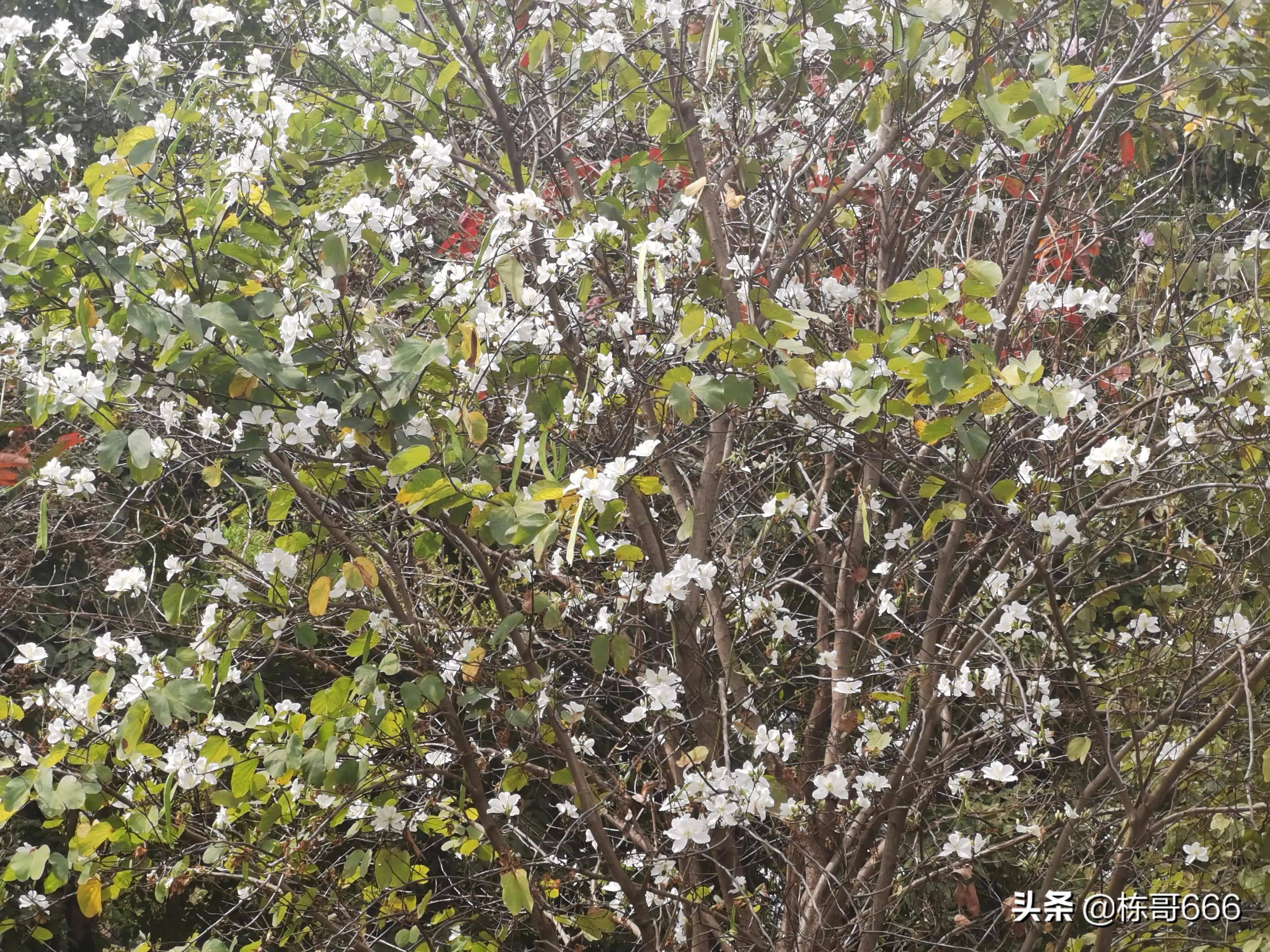 白花洋紫荆花图片