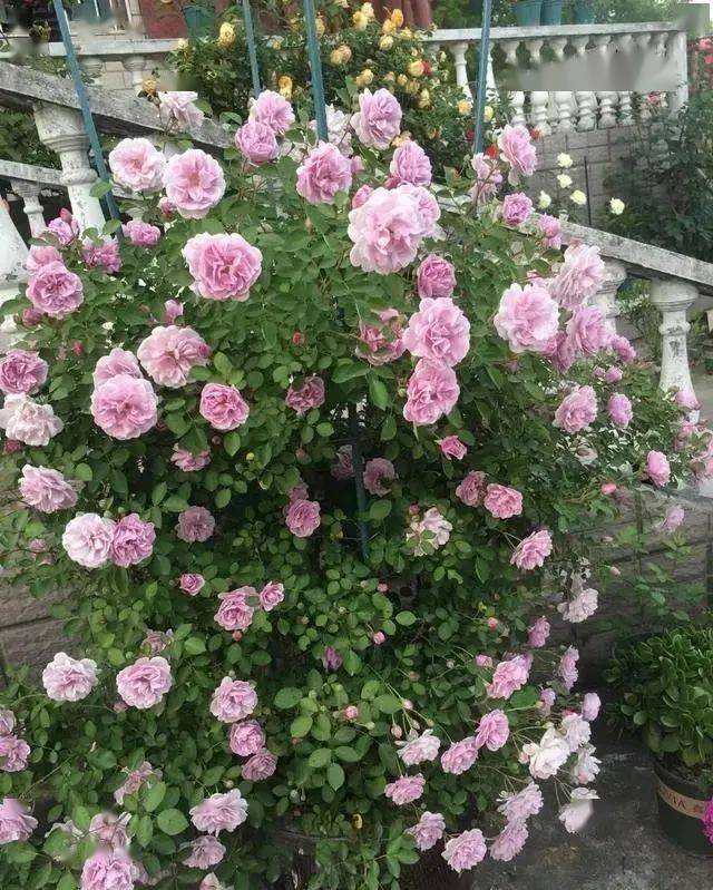 农村常见的大水缸,拿来养这6种花,缸缸花开到爆!