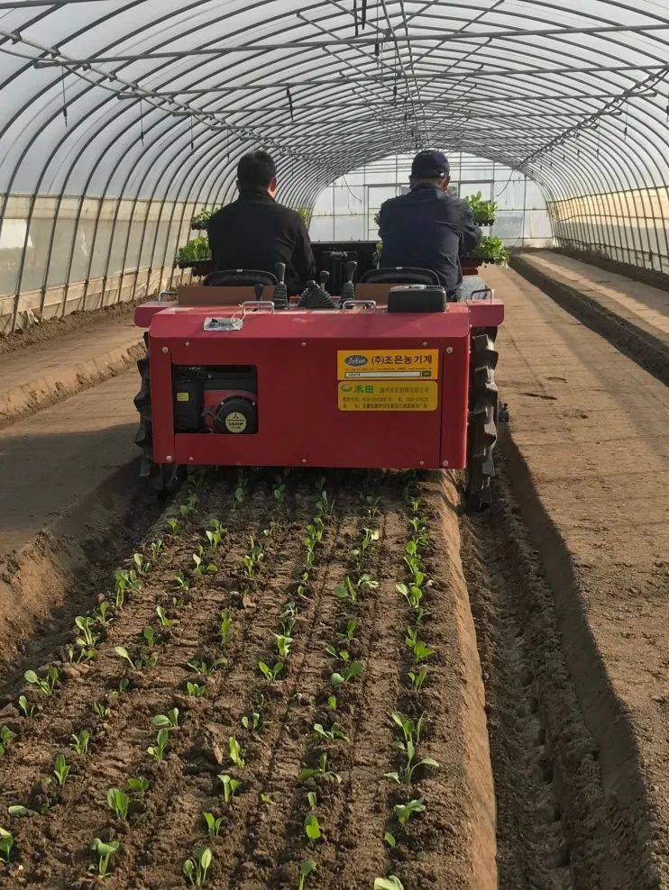 机械化_蔬菜_种植