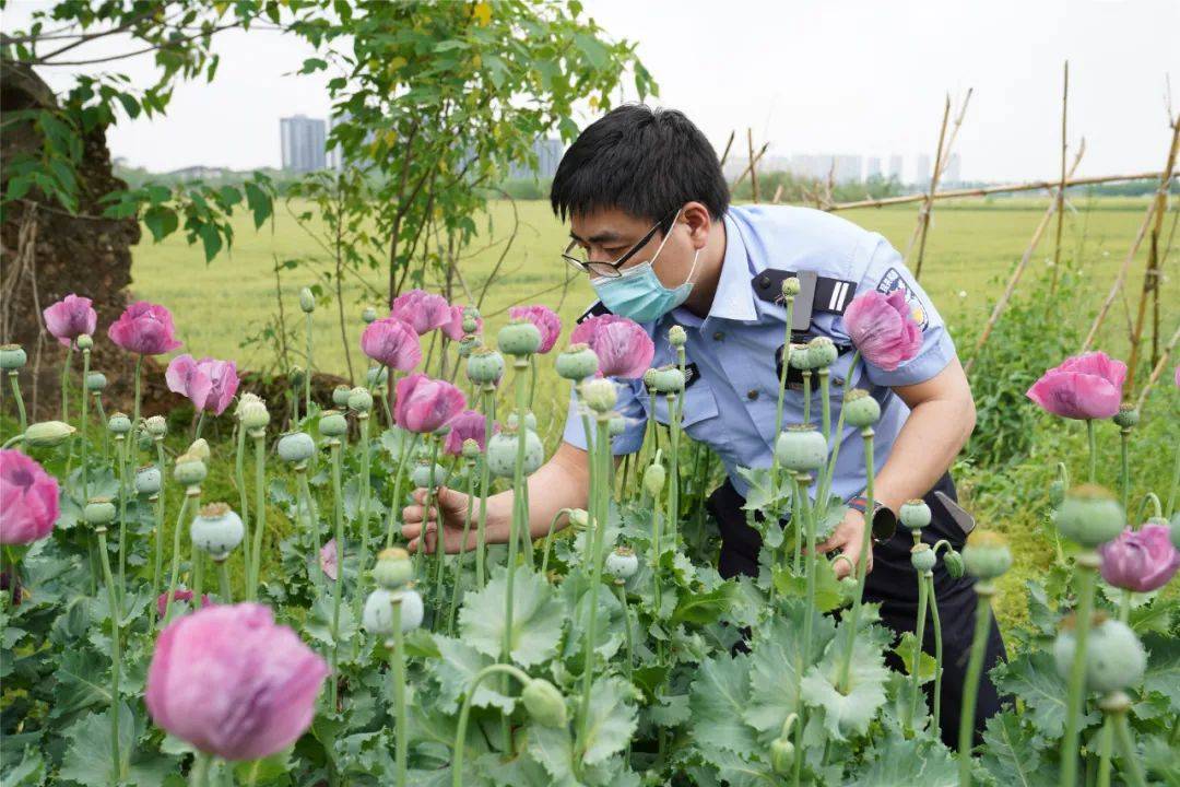 都是他种植的经过民警调查确认这些植物正是毒品原植物罂粟发现情况后