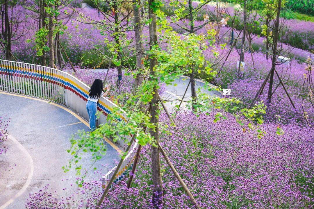 花海步道图片