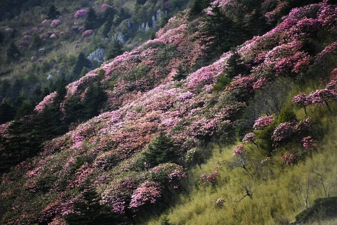 5月,神农架高山杜鹃竞相绽放,俨然花的海洋,色彩的世界