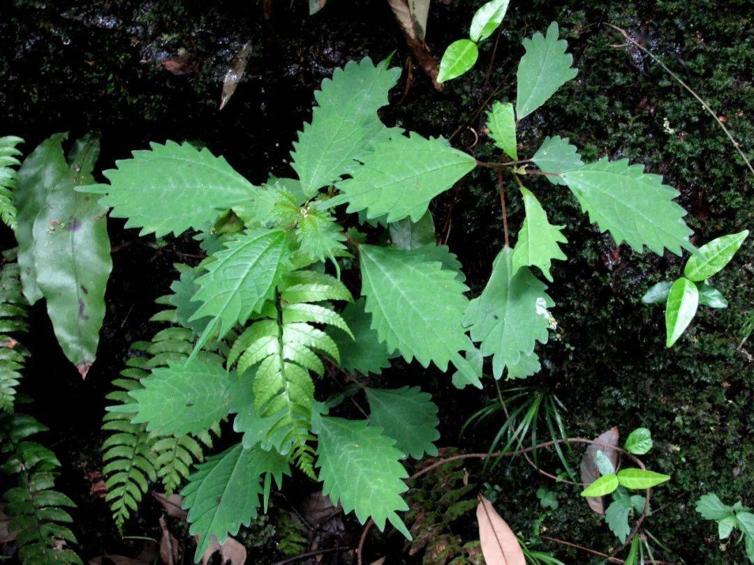 四明山龍觀首現珍稀蘭科植物杜鵑蘭