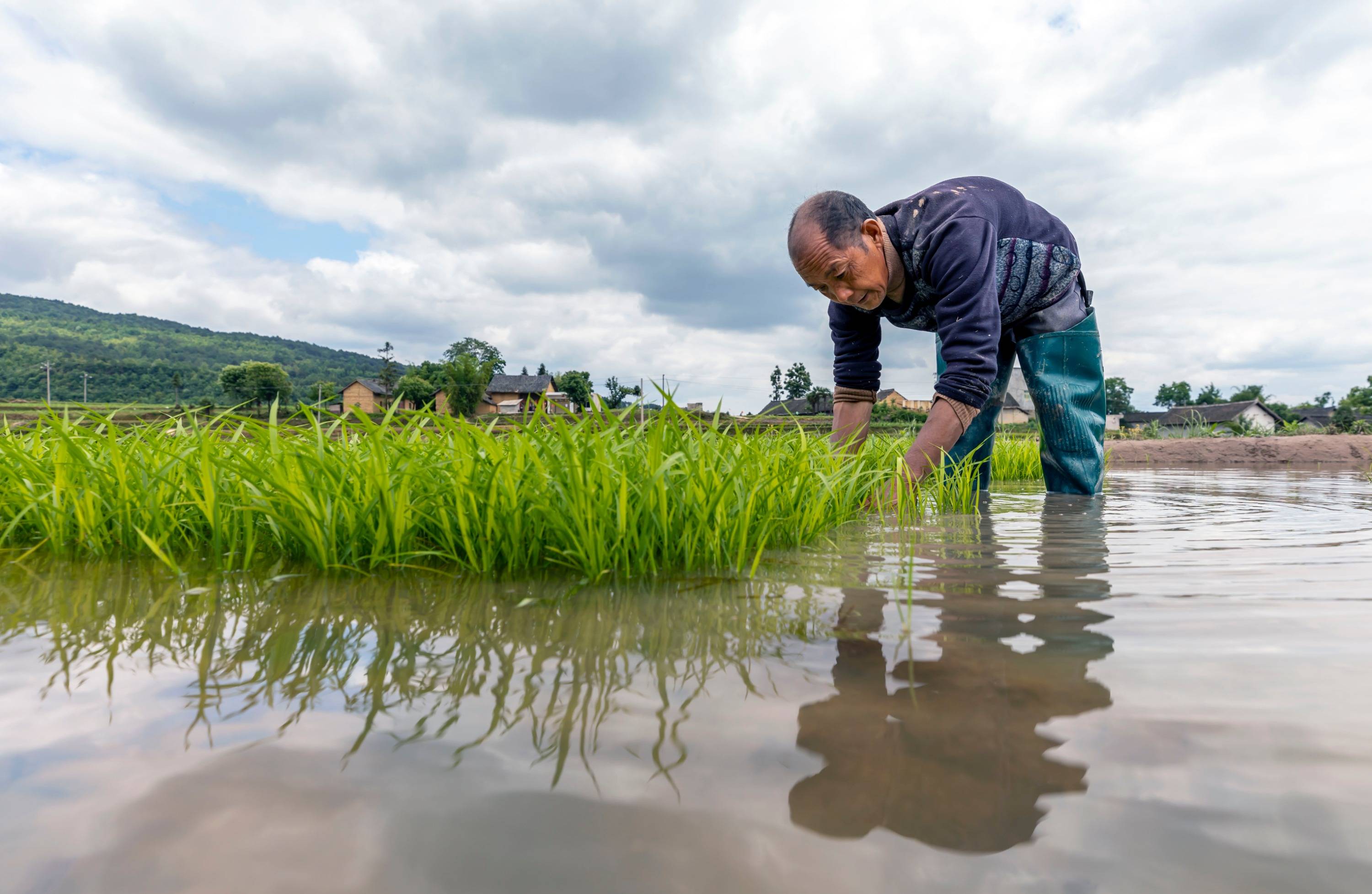 2022年5月16日,村民在貴州省黔西市錦星鄉洪湖村梯田給秧苗施肥.