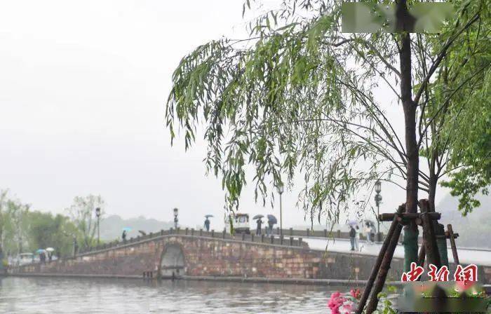 西湖断桥边柳树移栽？杭州市委书记致歉！