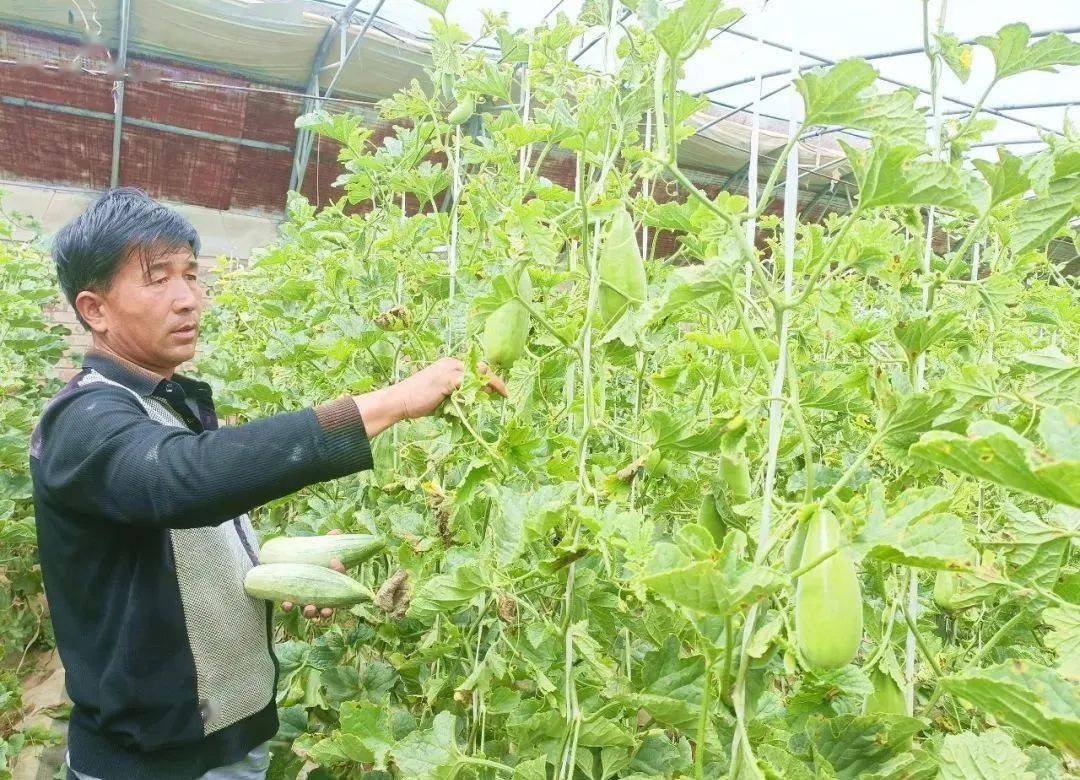 格爾木:高原羊角蜜瓜成熟上市_張仁_種植戶_市民