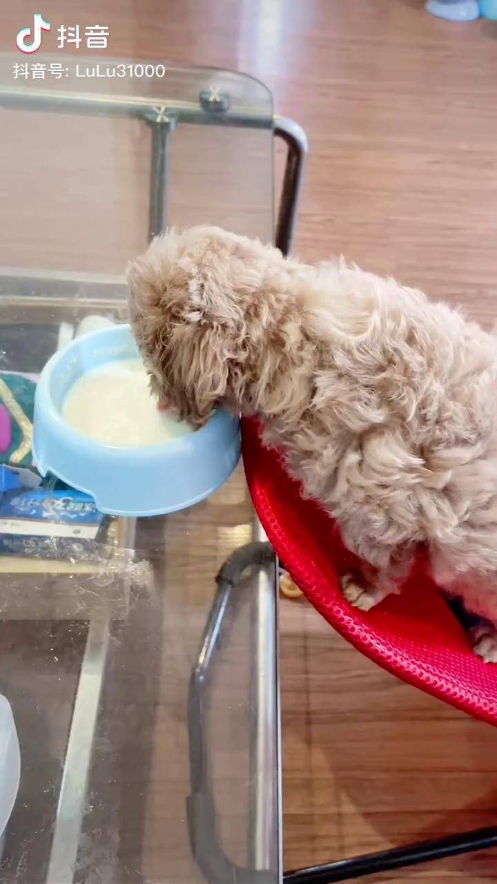 孩子的奶粉只能看姑姑叔叔们的了你球太难了哈哈萌宠萌宠成精了龙肉球