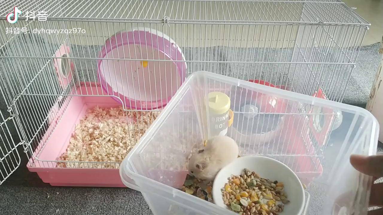 主人把大笼子收拾干净给满月的小仓鼠住网友好羡慕