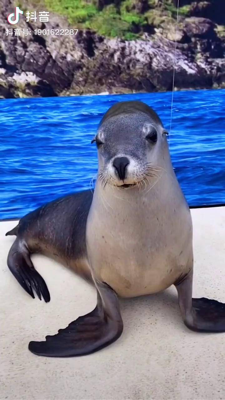 海豹这样的笑容迷倒你了吗创作灵感萌物农场嘎嘎万物海豹镜像摇摇猫