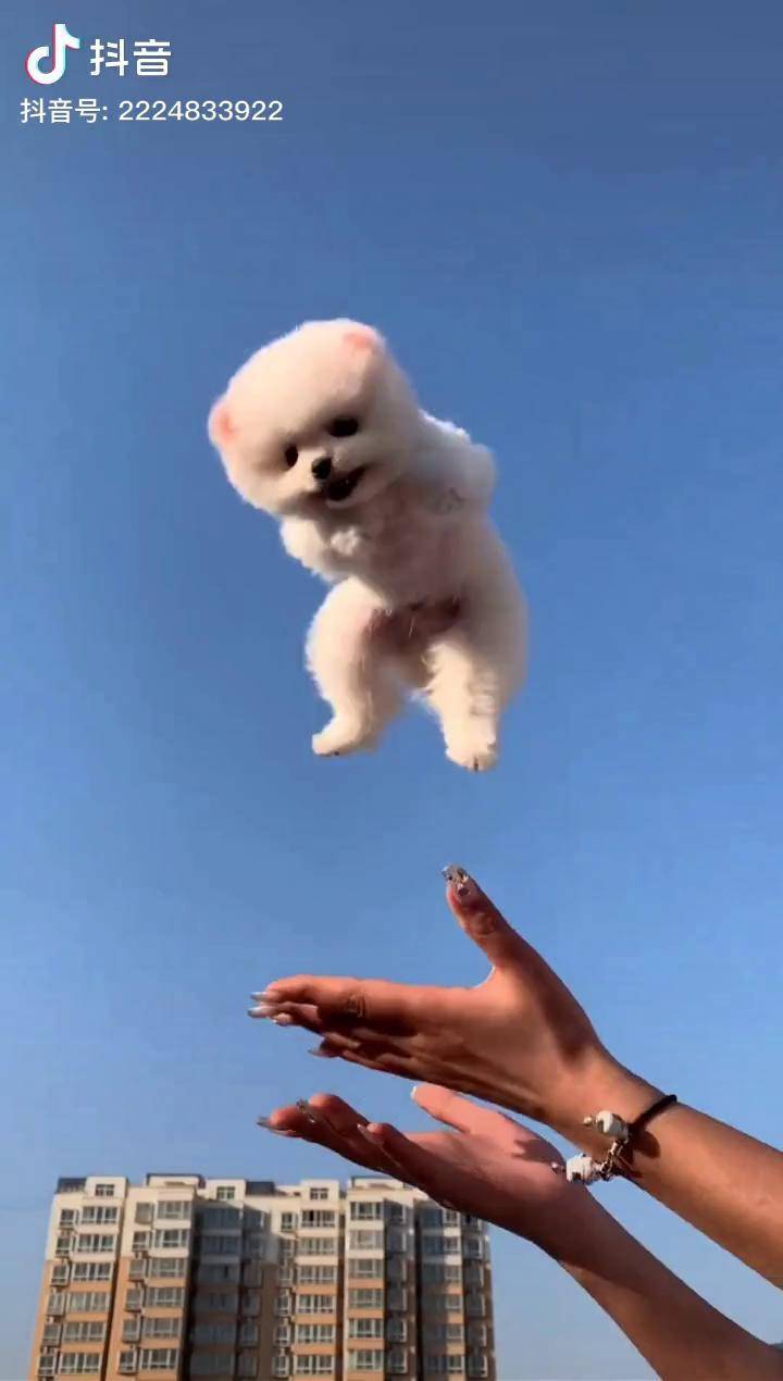 给你们献上一只飞天犬亮出你的超嫩力博美宝宝飞天犬c位冠军