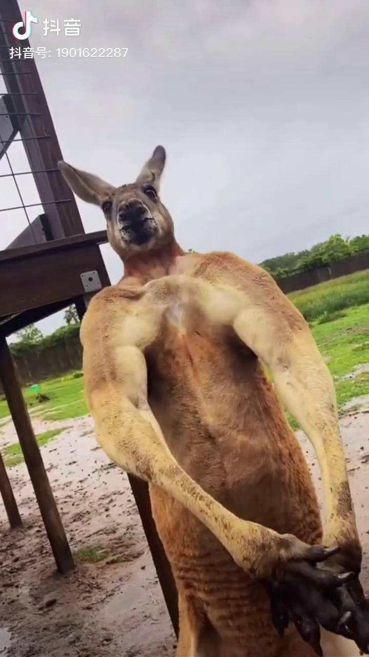 袋鼠听说都在跟我比肌肉袋鼠嘎嘎猫嘎嘎万物镜像摇摇猫