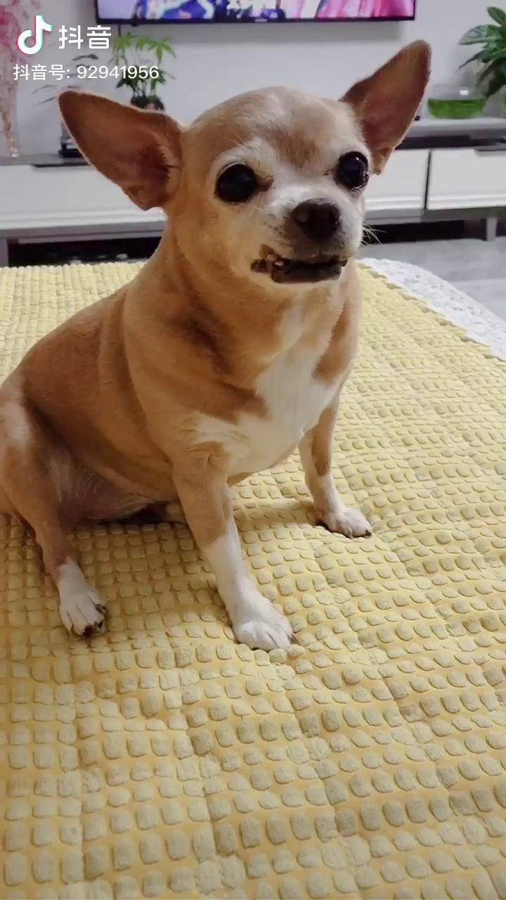 二肥是一只你驾驭不了的狗子06