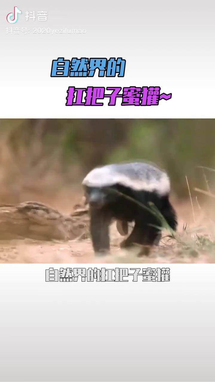 這小東西可真玩意最大膽的動物哦抖音動物世界蜜獾平頭哥蜜獾的迷惑