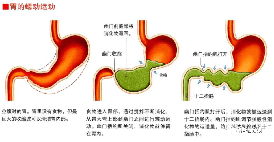 胃的蠕动运动小肠的分节运动小肠的紧张性收缩呼吸器官支气管的分区