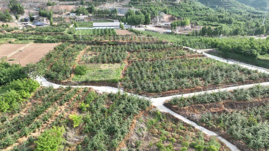 孙庄乡:这家企业用实际行动助力乡村振兴_种植_农业_井陉