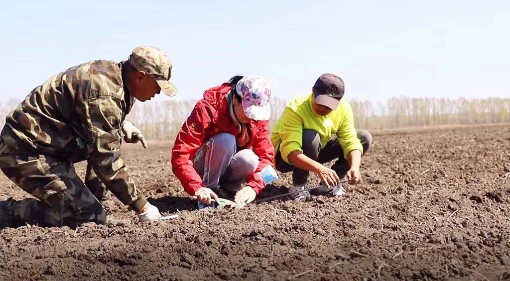 宝清县大豆播种正当时生产托管让农民省心省力