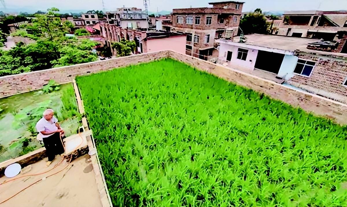 楼顶养鱼种水稻广西一村民花10万元打造楼顶田园