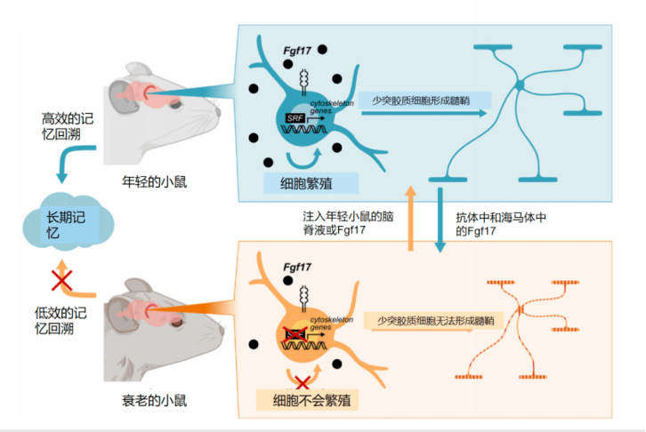 《自然》杂志近期公布了这样一个研究:把只有10周大的小鼠的脑脊液