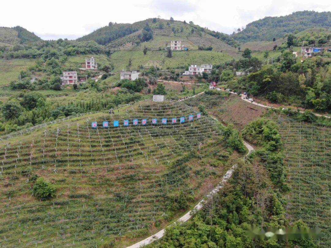 花坪镇:组织开展猕猴桃产业管护活动,助力乡村振兴_乐业县_的发展
