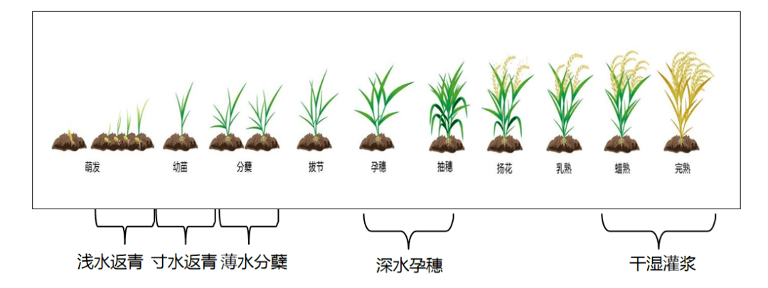 水稻要高产,密钥要记牢!