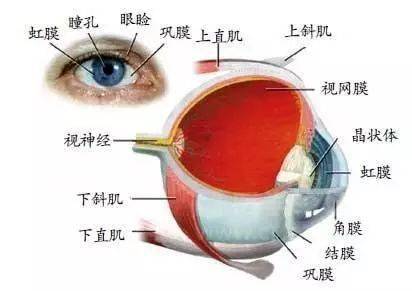 基本功如何正确使用眼底镜