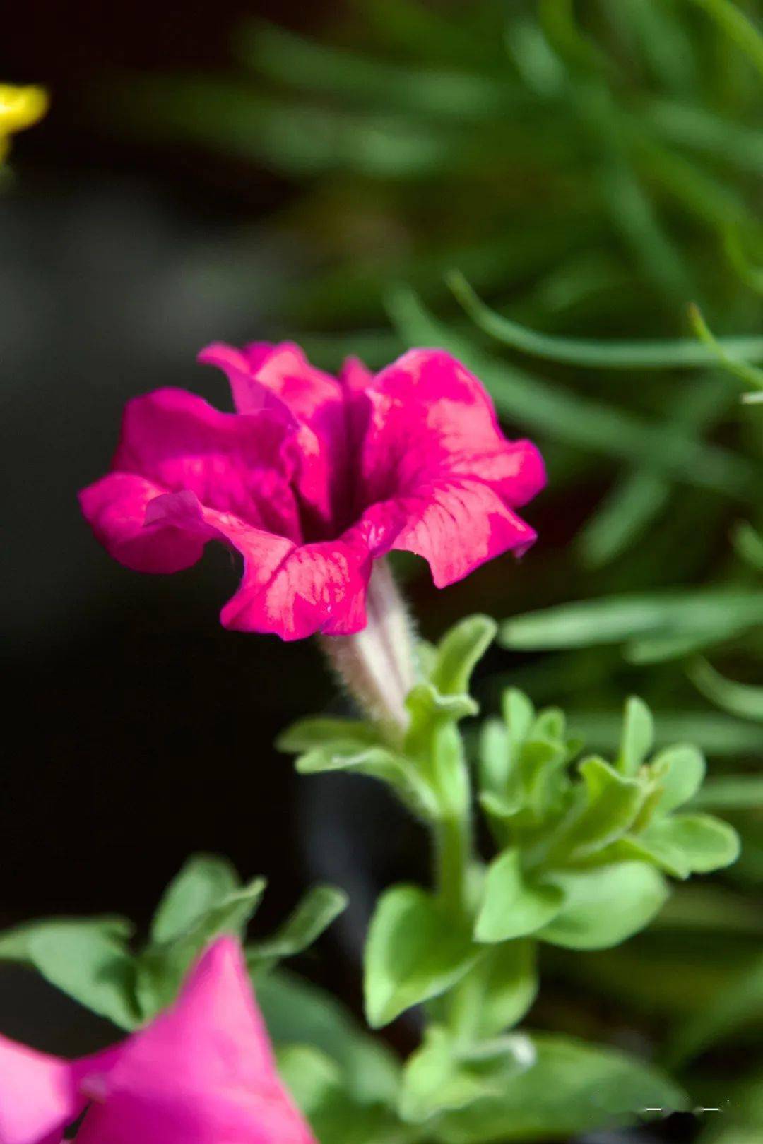 花坛皇后紫色碧冬茄67