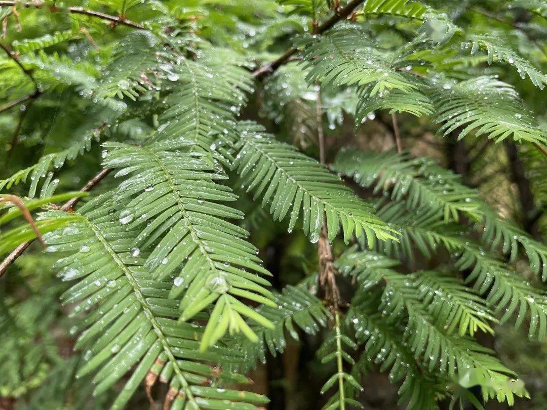 观察一棵树-水杉(28)