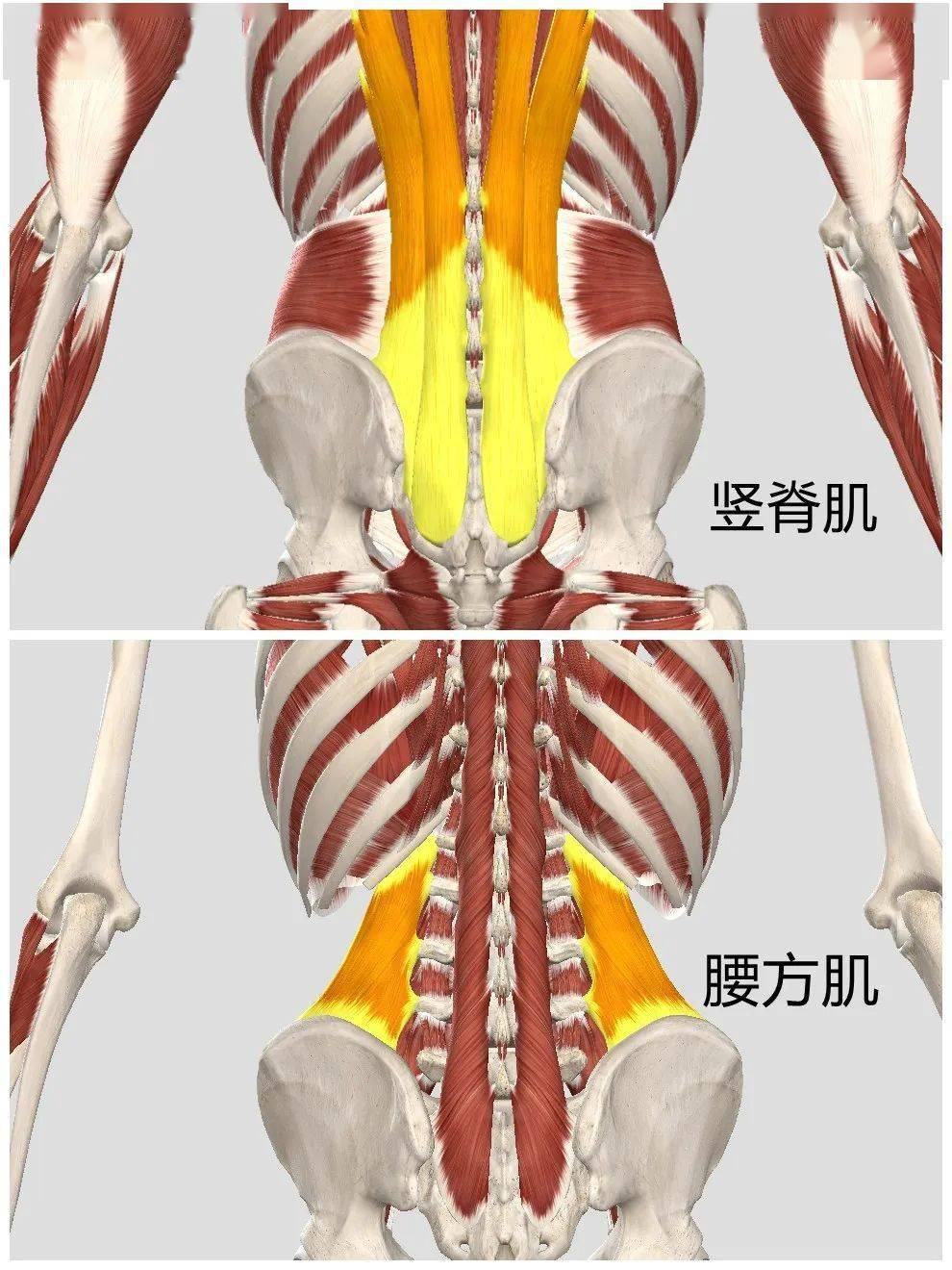 腰方肌解剖图图片