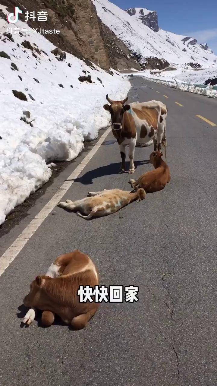 牛儿躺马路中间晒太阳新疆旅游 独库公路 旅游 搞笑 新疆_公路_新疆