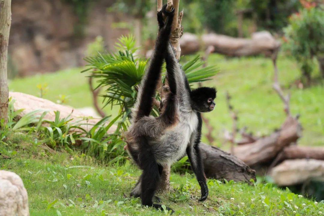 黑掌蜘蛛猴的行为艺术_树枝_宝宝_尾巴