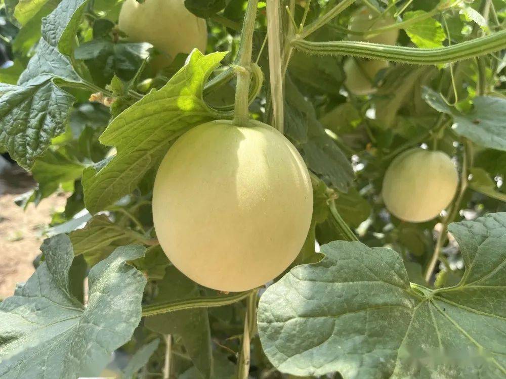 明日剧透|水灵灵 甜滋滋的阎良甜瓜_邢国强_种植户_邢旭昊