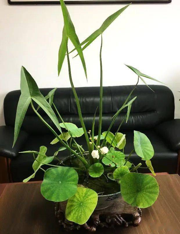 石超专栏说慈姑中国文物中的慈姑形象