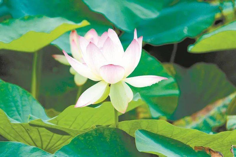 晒文化晒旅游 宝顶镇三大 作品 今晚正式上线 大足 文旅 石刻