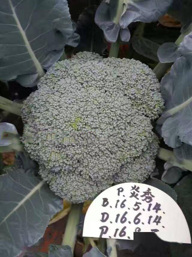 进口耐热西兰花品种!病虫害少,抗病能力强,花球饱满,卖价高